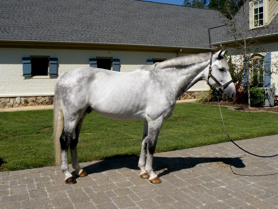 BEAUTIFUL DAPPLE GREY FOR KIDS**CANDY, 2013, gelding, holsteiner, Clarimo x  Calato 